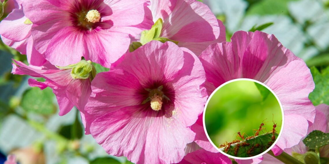 A malva afasta pragas para deixar seu jardim lindo!