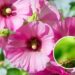 A malva afasta pragas para deixar seu jardim lindo!