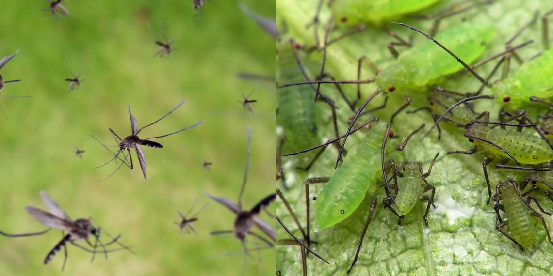 Cominho afasta pulgões e mosquitos do seu jardim