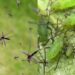 Cominho afasta pulgões e mosquitos do seu jardim