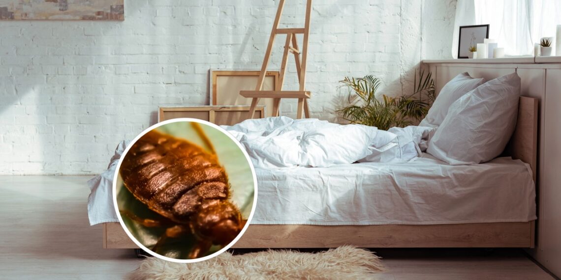 Como se livrar dos percevejos-de-cama eficientemente e sem produtos químicos