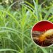 Plantas que ajudam a repelir cupins e podem proteger seus móveis