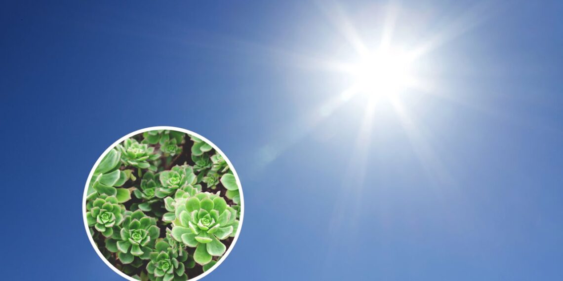 As plantas que resistem ao sol forte e continuam bonitas