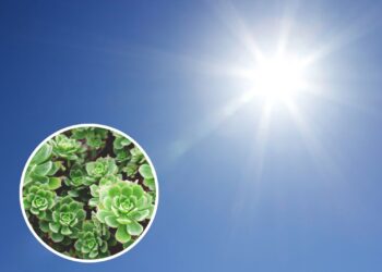 As plantas que resistem ao sol forte e continuam bonitas