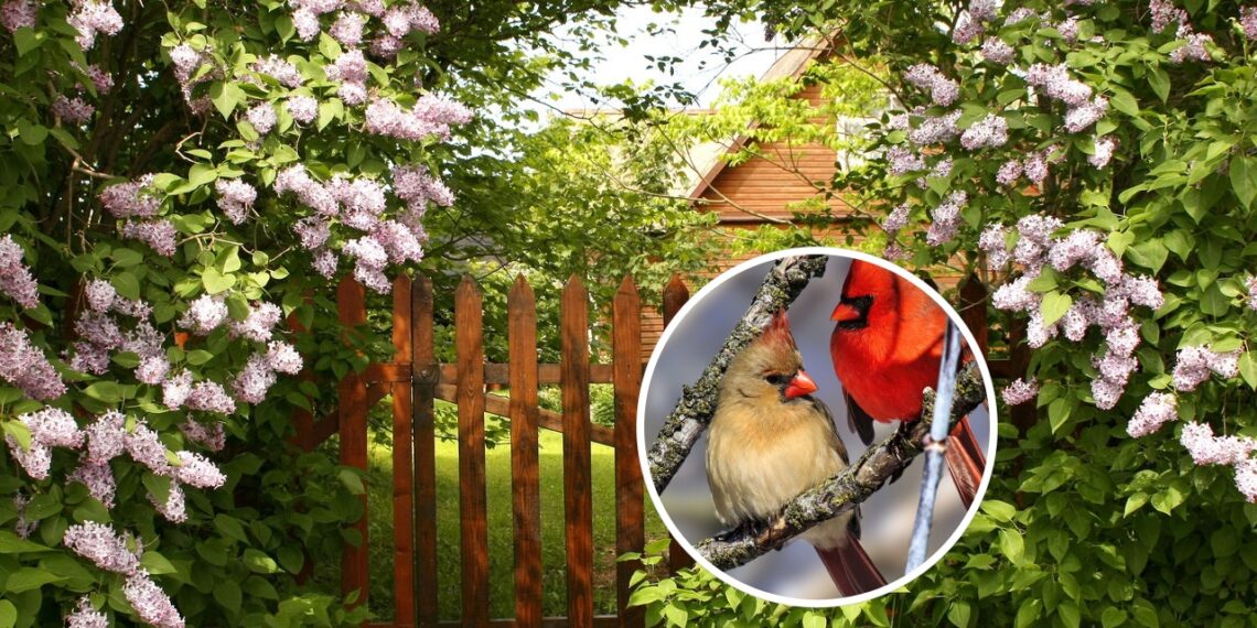 Essas são as plantas que atraem pássaros e trazem vida ao jardim