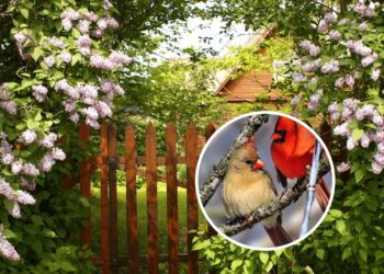 Essas são as plantas que atraem pássaros e trazem vida ao jardim