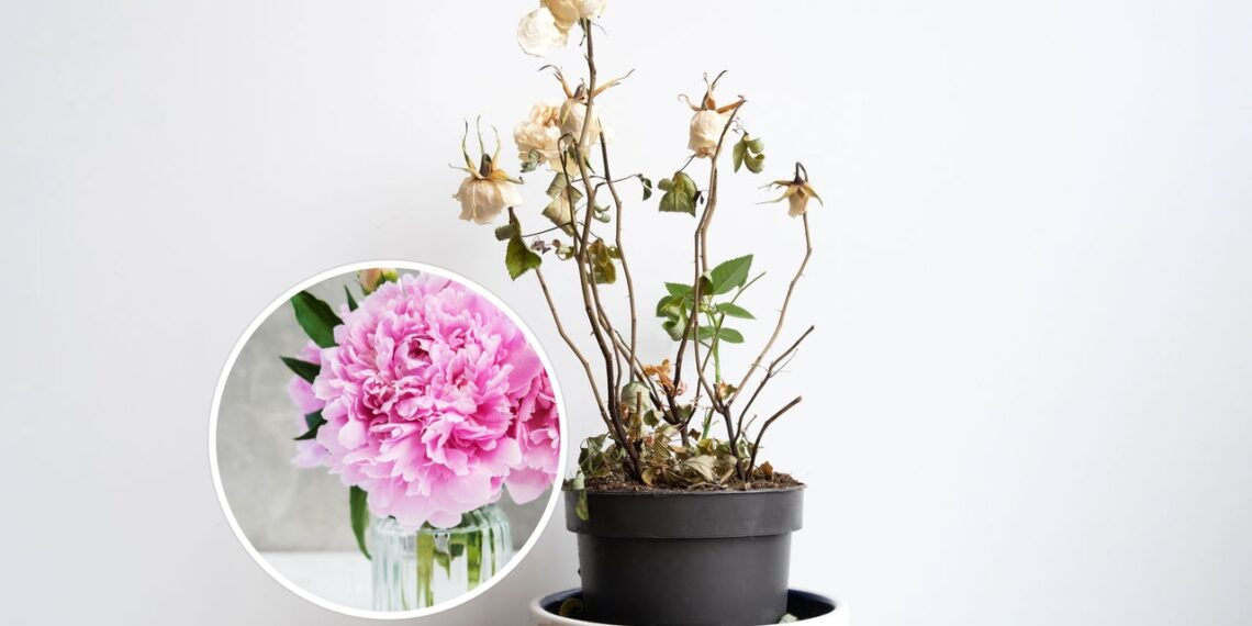 Como recuperar plantas murchas e fazê-las florescer novamente