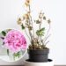 Como recuperar plantas murchas e fazê-las florescer novamente