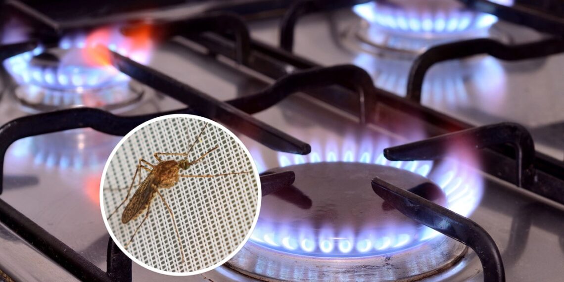 Como evitar que mosquitos apareçam perto do fogão