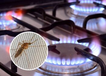 Como evitar que mosquitos apareçam perto do fogão