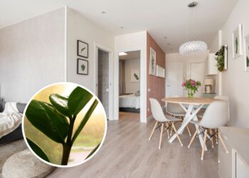 As quatro plantas de sombra que viraram moda em apartamentos pequenos
