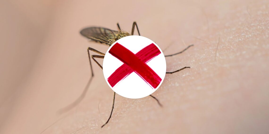 Planta poderosa contra mosquitos transmissores de doenças
