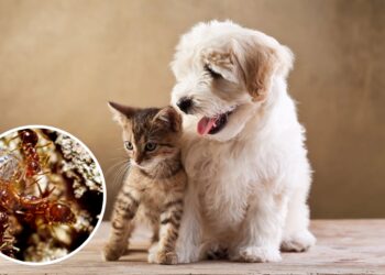 Ter pets em casa atrai pragas? A resposta pode te surpreender