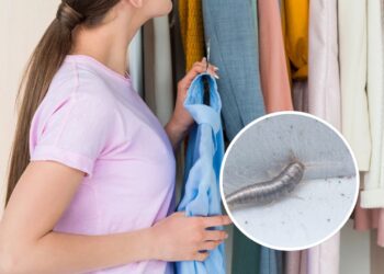 O produto caseiro que protege armários contra traças