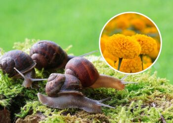 Plantas que afastam caramujos e ainda perfuma o jardim