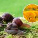 Plantas que afastam caramujos e ainda perfuma o jardim