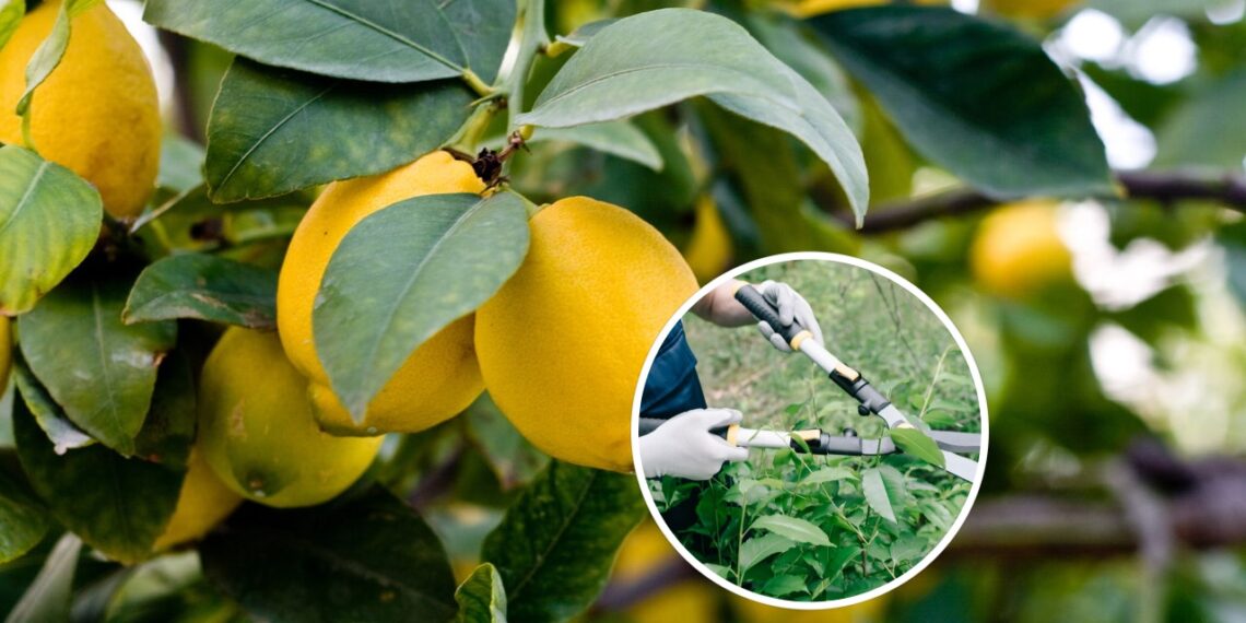 Quantas vezes por ano se deve podar um limoeiro para frutos saudáveis?