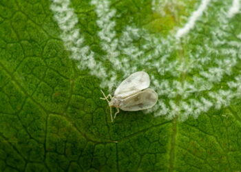 Como afastar mosca-branca das suas plantas