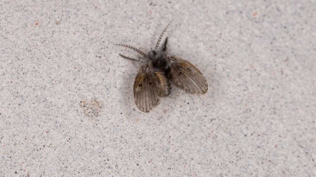 Como impedir mosquitinhos de se multiplicarem no banheiro