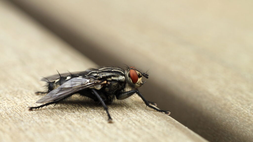 Como evitar que essa a mosca se prolifere na sua cozinha