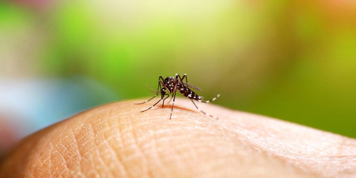 Essa erva comum repele mosquitos e perfuma a casa