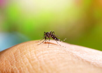 Essa erva comum repele mosquitos e perfuma a casa