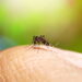 Essa erva comum repele mosquitos e perfuma a casa