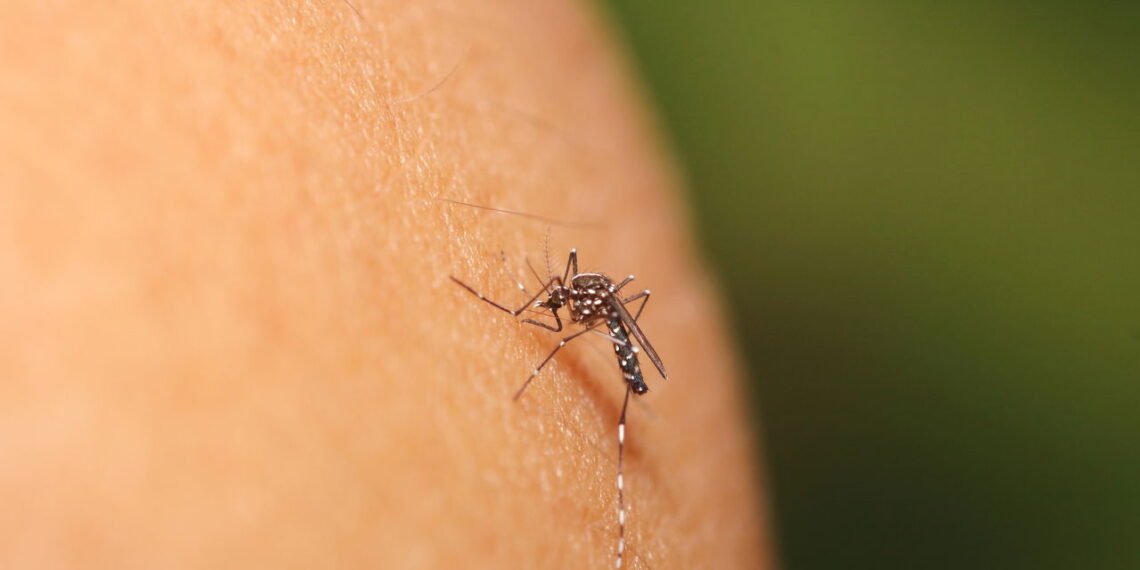 O jeito mais eficaz de afastar mosquitos com citronela em casa