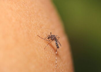 O jeito mais eficaz de afastar mosquitos com citronela em casa