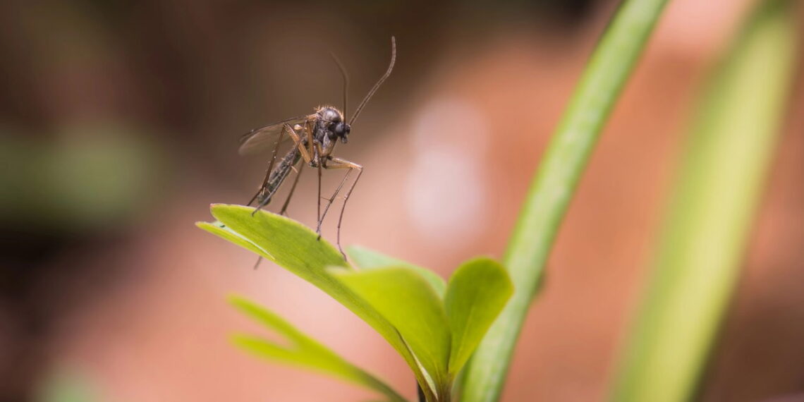 Essa erva caseira repele mosquitos e ainda perfuma o ar