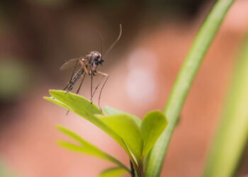 Essa erva caseira repele mosquitos e ainda perfuma o ar
