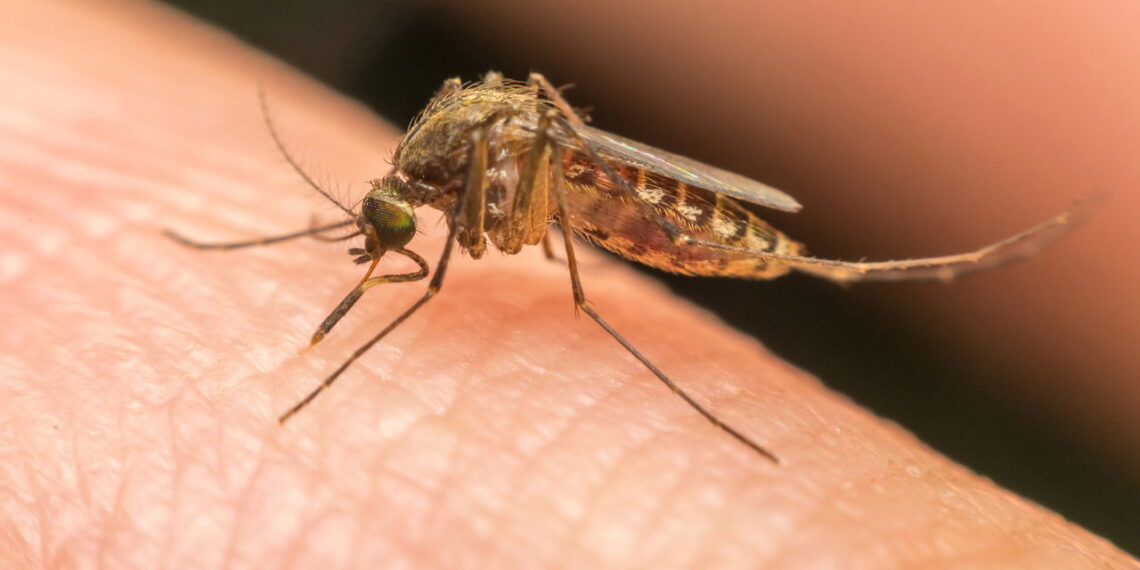 Essa erva caseira repele mosquitos e ainda perfuma o ar
