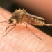 Essa erva caseira repele mosquitos e ainda perfuma o ar