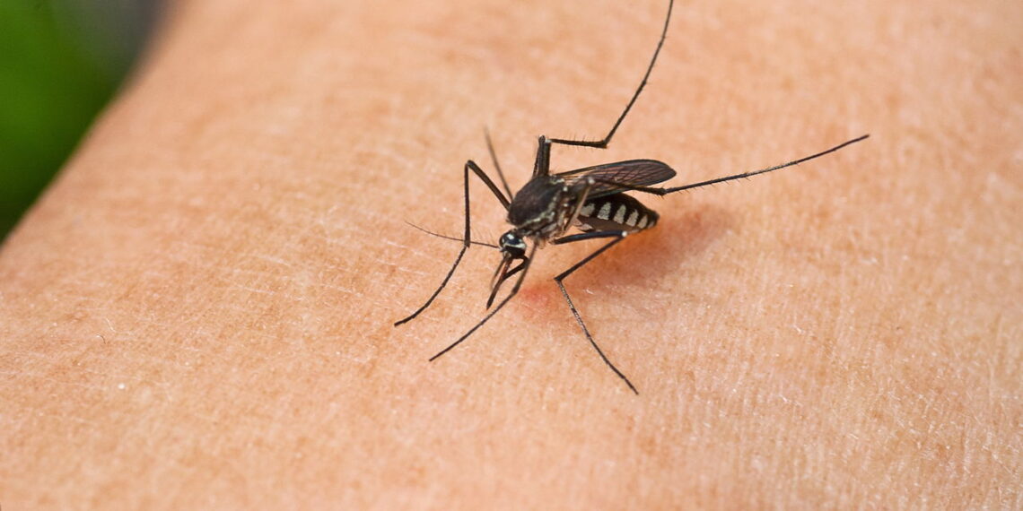Essas plantas podem proteger sua casa de mosquitos transmissores
