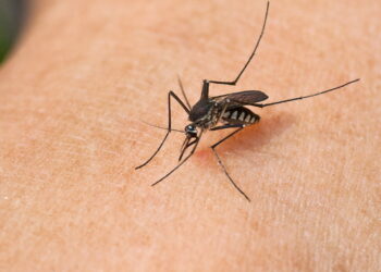 Essas plantas podem proteger sua casa de mosquitos transmissores