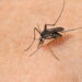 Essas plantas podem proteger sua casa de mosquitos transmissores