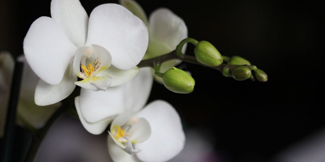 As 3 plantas que viraram símbolo de sofisticação na decoração
