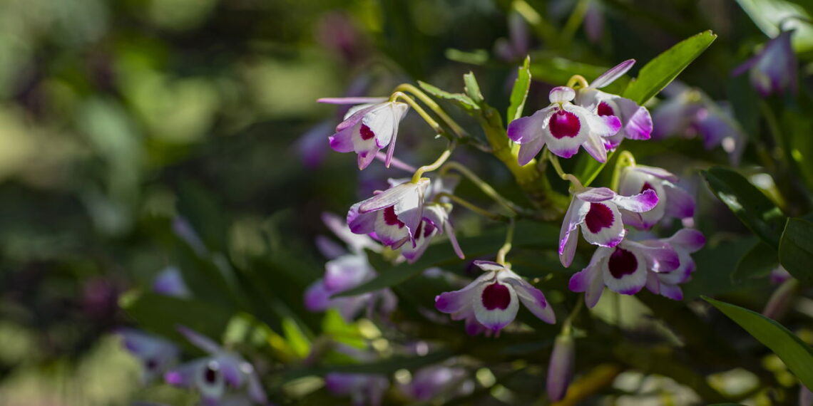 Segredo simples faz orquídea voltar a florescer sem esforço