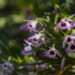 Segredo simples faz orquídea voltar a florescer sem esforço