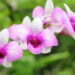 Flor encantadora além de delicada é ótima para se cultivar em casa