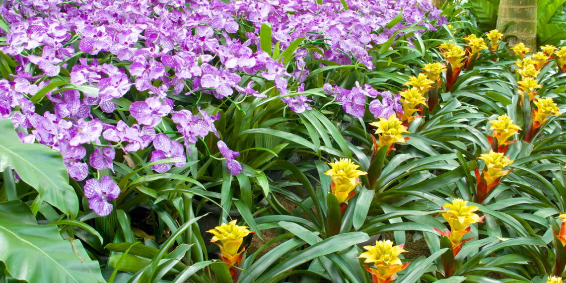 Plantas para deixar salas de jantar mais vibrantes e naturais