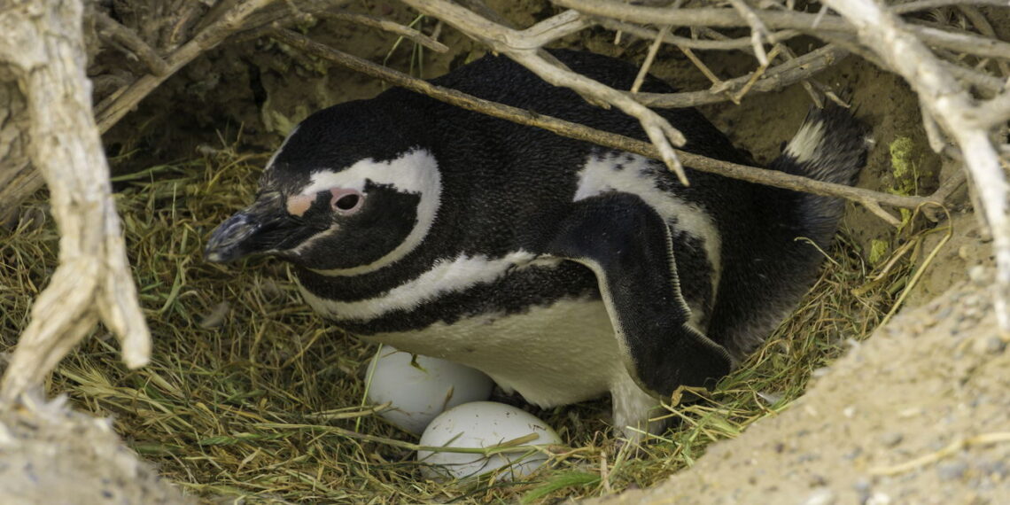 O gesto romântico dos pinguins que quase ninguém conhece