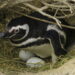 O gesto romântico dos pinguins que quase ninguém conhece