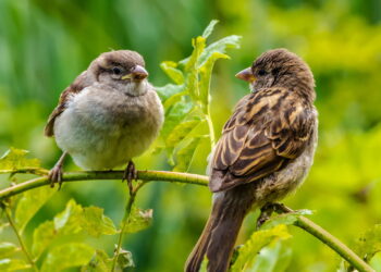Esses frutos podem atrair pássaros ao seu jardim