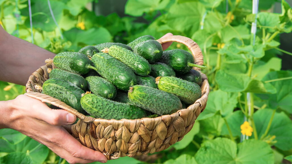 Como garantir pepinos grandes e saudáveis