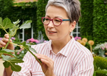 As 4 plantas resistentes para quem começa a cultivar