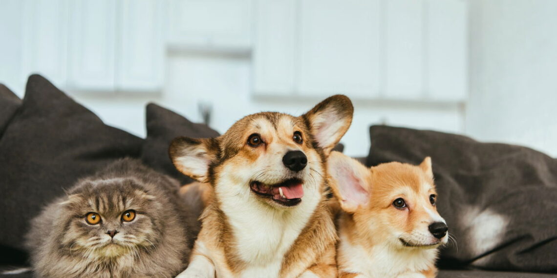 As 4 plantas tóxicas para pets