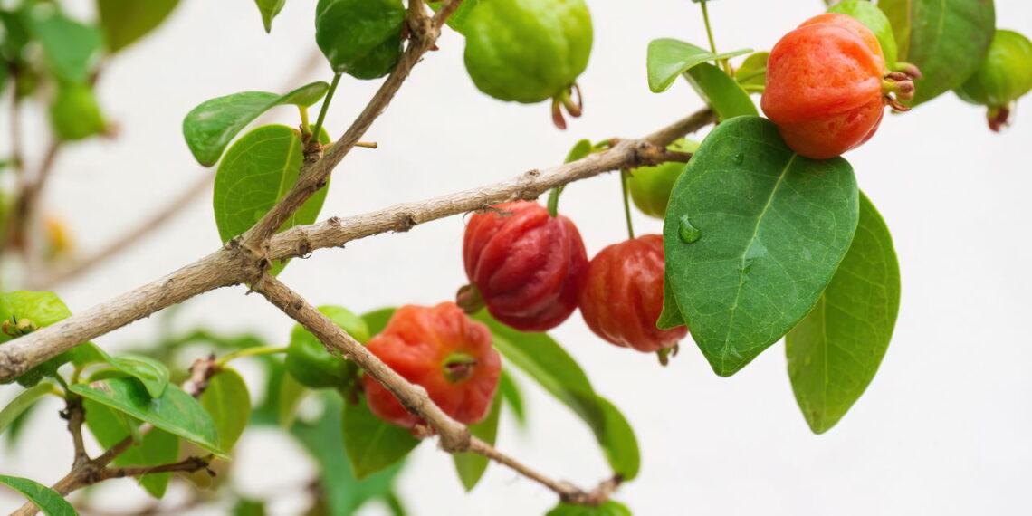 Essa planta cresce em vasos e oferece frutos saborosos sem esforço