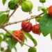 Essa planta cresce em vasos e oferece frutos saborosos sem esforço
