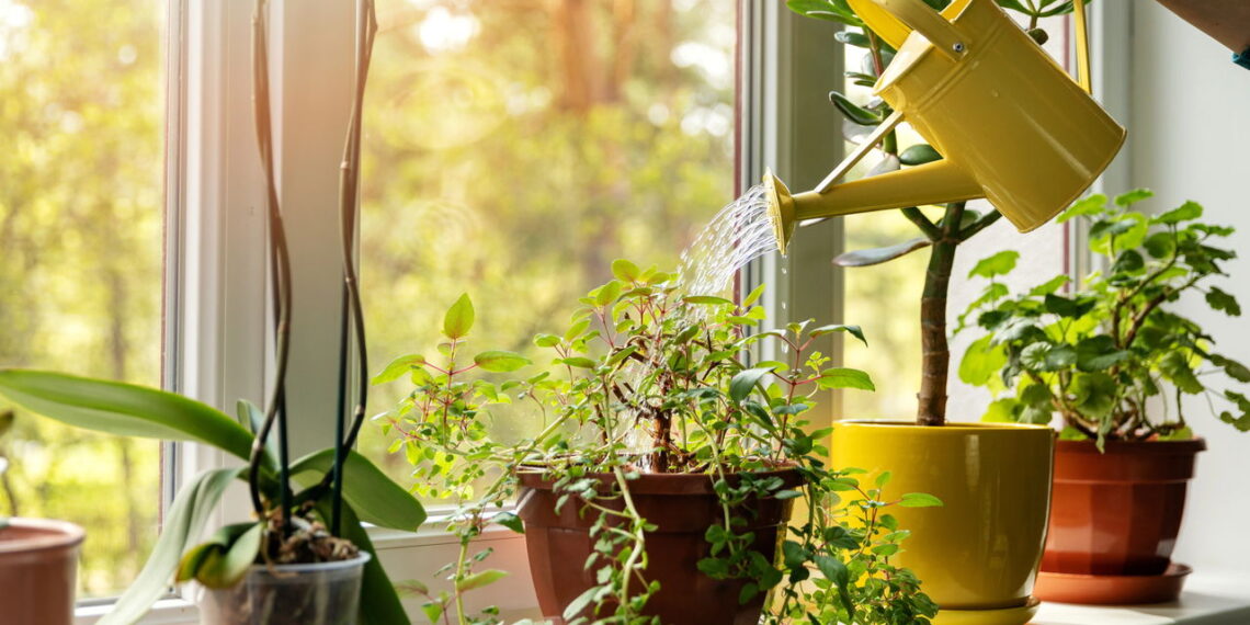 Planta elegante encanta pela beleza e simplicidade no cultivo